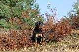 ROTTWEILER 037